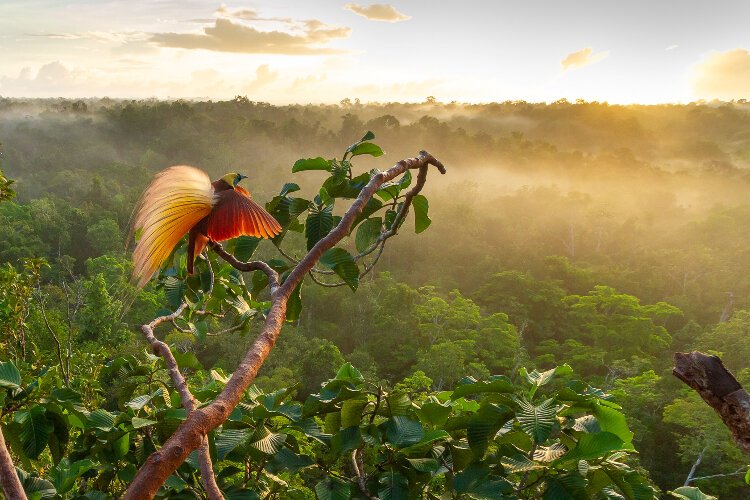 Greater bird-of-paradise displaying in the top of the rainforest canopy, Aru Islands, Indonesia.