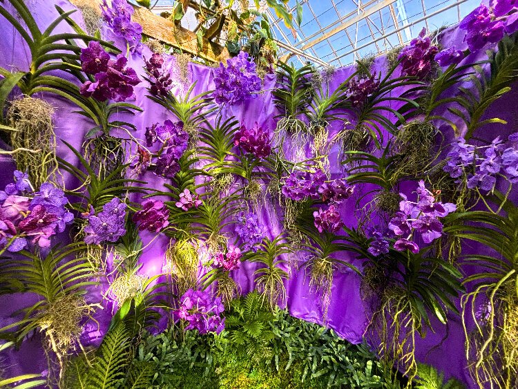 “The Orchid Show 2024: Purple!” is at Selby Gardens’ downtown Sarasota campus from October 5th through December 1st.