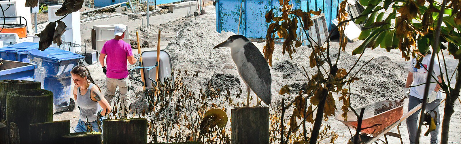 A wild black-crowned night heron observes the hurricane cleanup at the Seaside Seabird Sanctuary community event.