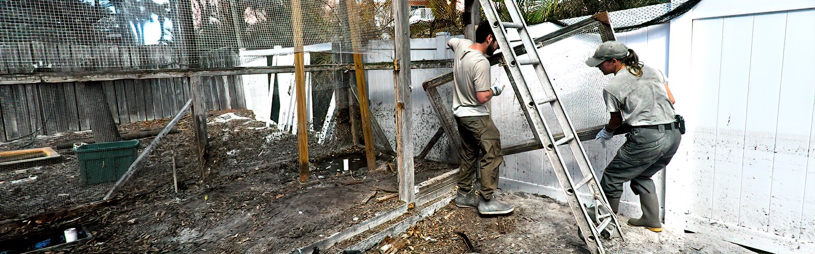 Compromised by Helene’s flooding, the frame of the main aviary is torn down by staff and will need to be rebuilt quickly and at great expense for some of the evacuated birds to return.