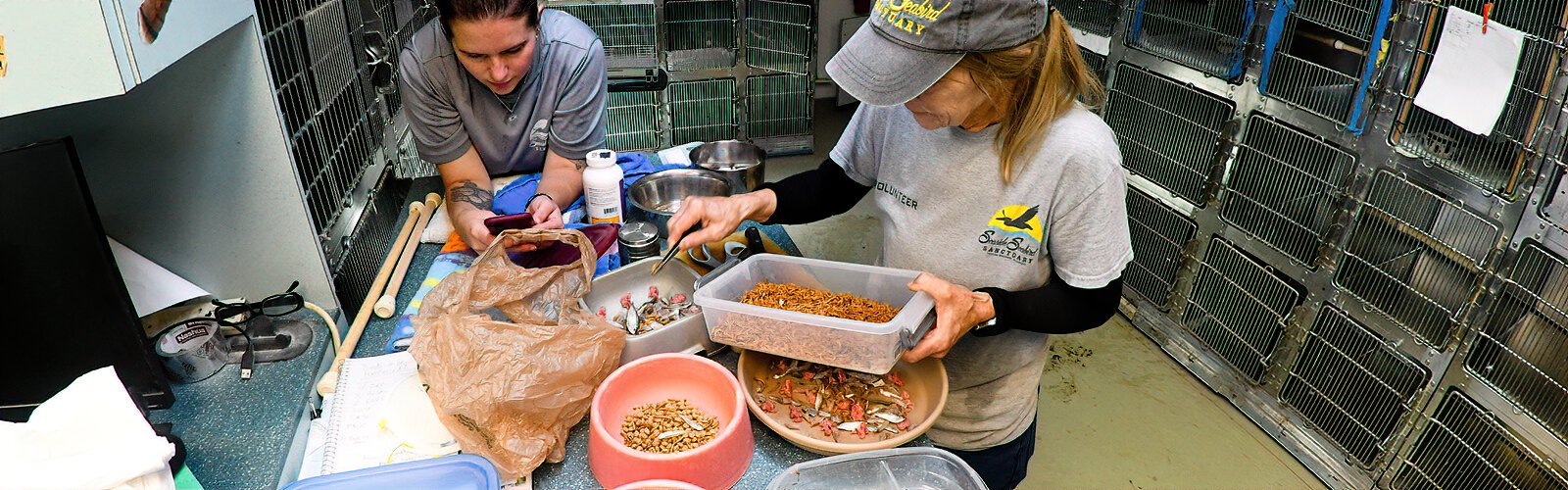 Meticulously prepared for birds with special needs, fish-based meals represent a substantial expense for the Seaside Seabird Sanctuary, which relies on fundraising and donations to operate.