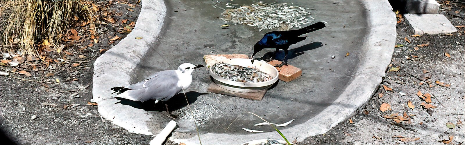 Badly damaged by the storm, the main aviary netting has to be replaced at a cost of $50,000 to prevent outside birds such as this boat-tailed grackle from breaking in and stealing food.