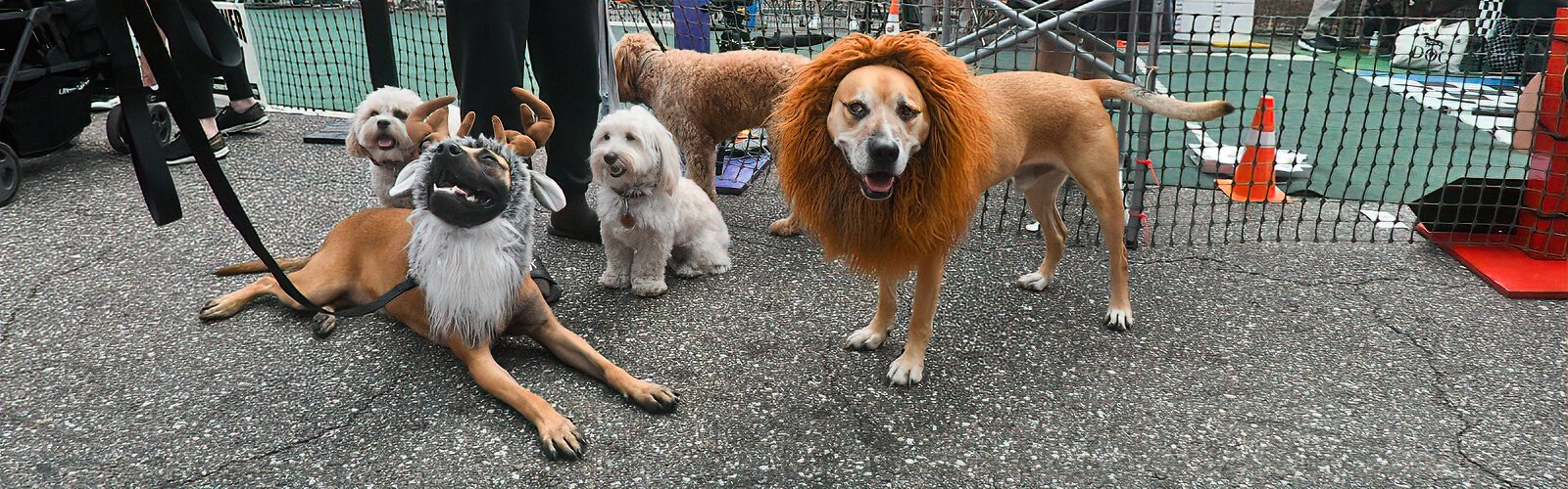 Reindeer or lion king, these pooches are part of the celebration at Halloween on Central.