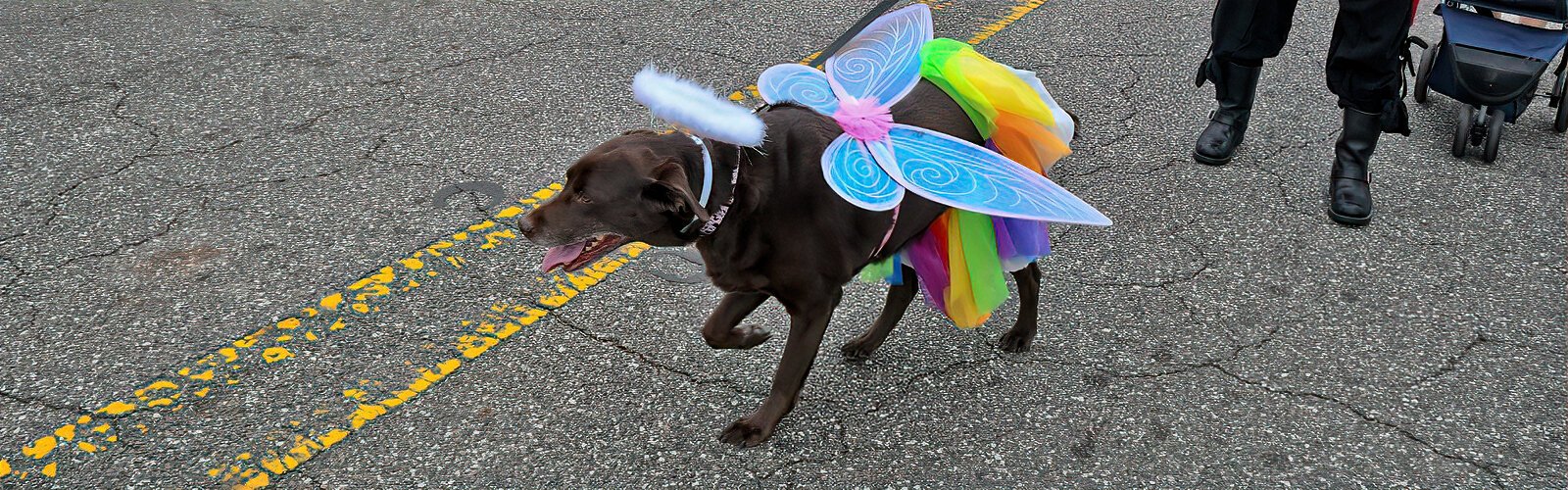  This fairy dog is one of the numerous pets costumed for Halloween on Central.