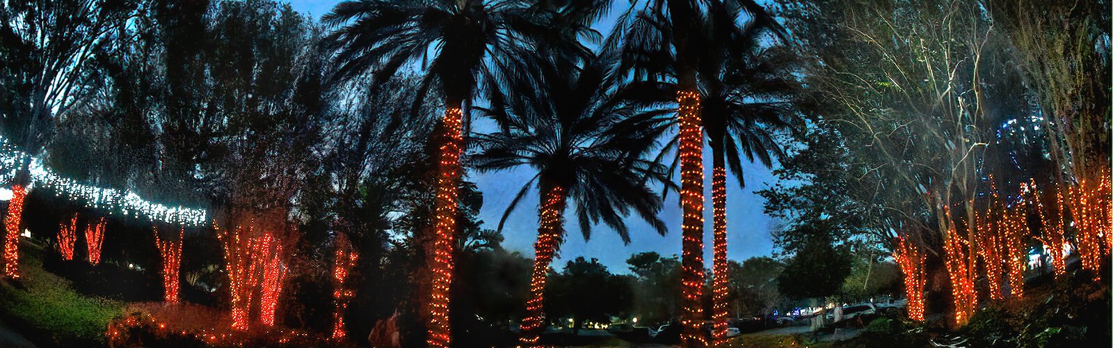 Largo Central Park is transformed into a Florida wonderland as dusk falls on the decorated palm trees and colorful, dazzling holiday lights.