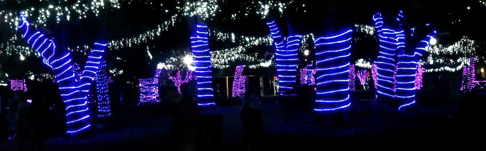 Largo Central Park's dazzling lights display celebrates the holiday season for all to enjoy.