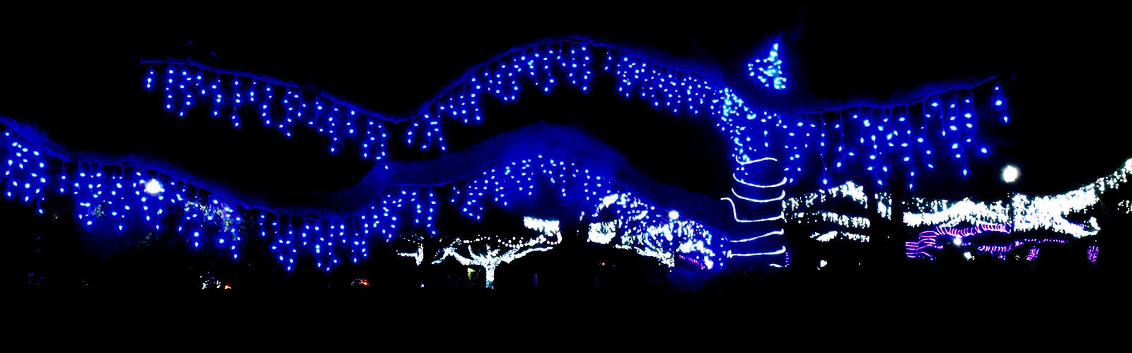 The gleaming holiday lights runs throughout Largo Central Park