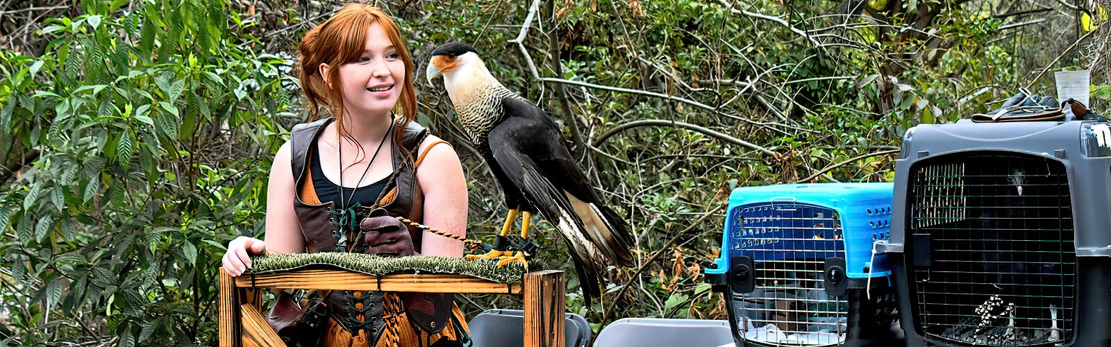 At the Boyd Hill Nature Preserve Raptor Fest, Tampa Bay Raptor Rescue handler Lani presents a non-releasable crested caracara that is now an educational ambassador at events.