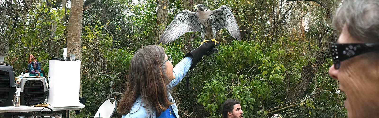 Tampa Bay Raptor Rescue handler Wendy presents Comet, a now-blind hybrid falcon (gyr x peregrine falcon) previously used by a falconer to clear birds from airports.