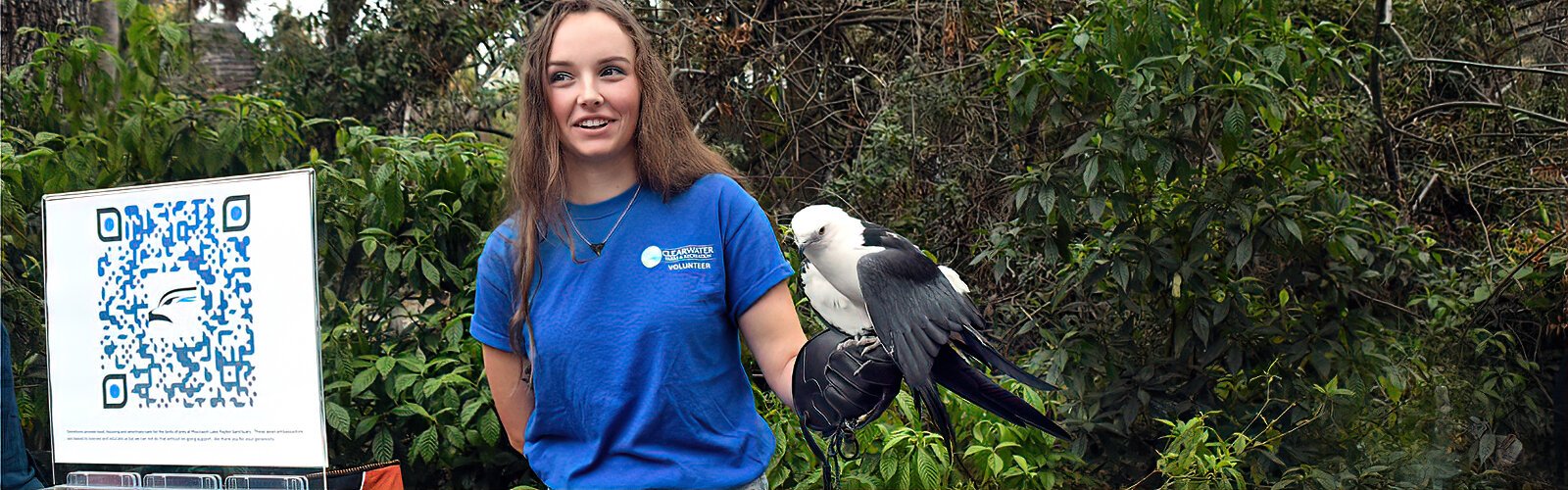 A most graceful raptor, Tori, a swallow-tailed kite that had a wing injury, is handled by Tampa Bay Raptor Rescue volunteer Abby at the Boyd Hill Nature Preserve Raptor Fest