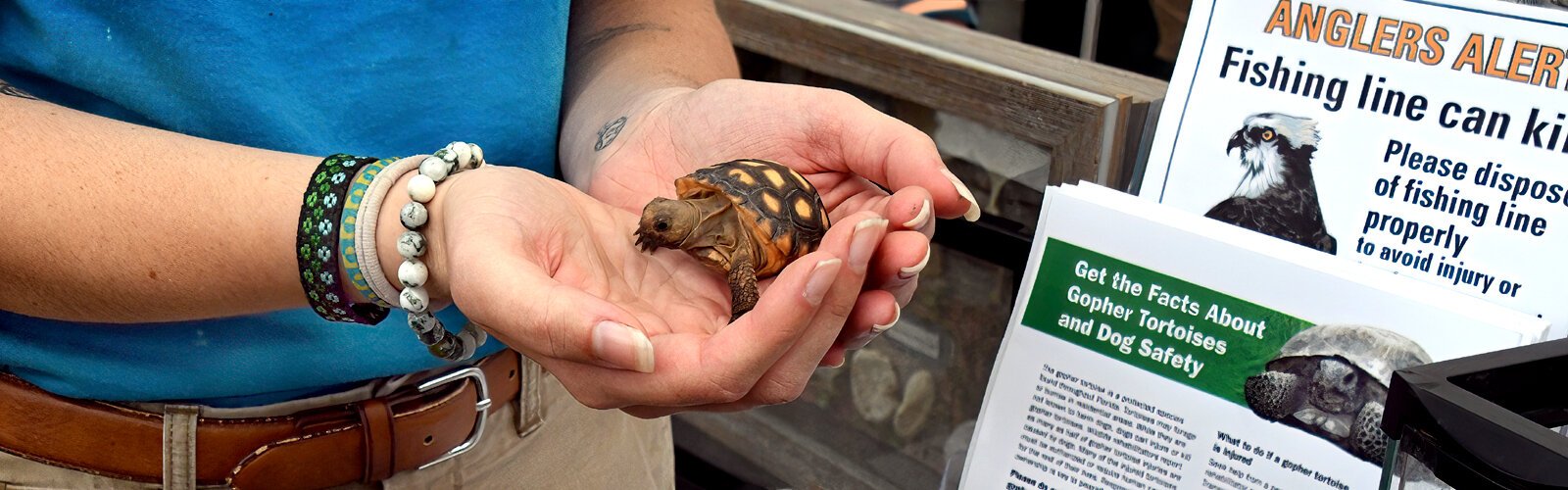 Pong, a 2-month-old baby gopher tortoise with a deformity on its shell is being raised at the Owl’s Nest Sanctuary for Wildlife in Odessa until possible release when adult