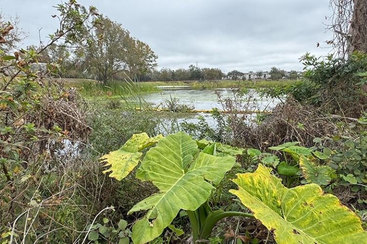 Aarans Pond is one of three polluted stormwater ponds in the University Area that will be cleaned and improved under the UACDC's plans.