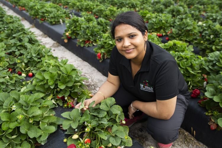 UF/IFAS assistant professor of entomology Sriyanka Lahiri at the Gulf Coast Research and Education Center in Wimauma, where researchers found two UF-bred strawberry varieties are more resistent to the pest the chilli thrip